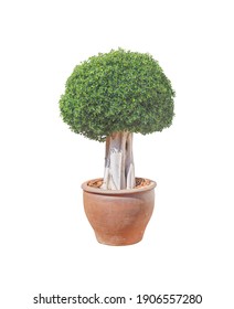 Tree House Plant On The Pot, Mockup Plant Decoration.Isolated On White With Clipping Path