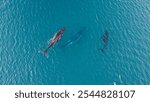 Tree humpback whales swimming next to each other seen from the sky at Ningaloo Reef, Western Australia