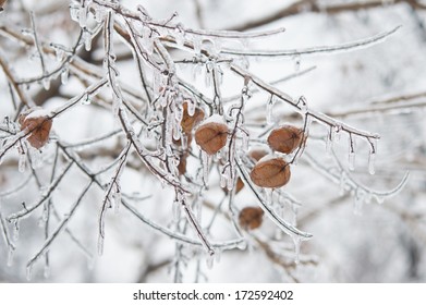 tree in ice