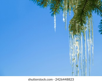 Tree, icicle and leaves in winter nature with blue sky background and environment closeup. Garden, ice and leaf outdoor in forest, park or woods with snow on evergreen plants and natural detail - Powered by Shutterstock
