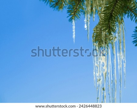 Tree, icicle and leaves in winter nature with blue sky background and environment closeup. Garden, ice and leaf outdoor in forest, park or woods with snow on evergreen plants and natural detail