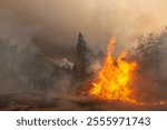 A tree ignites on fire during the McFarland Wildfire near Hayfork, CA on August 1, 2021.