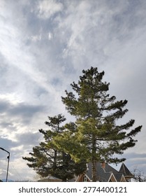 The tree in the image appears to be a pine tree, specifically resembling a Pinus longifolia (Chir Pine) or an Eastern White Pine. 
