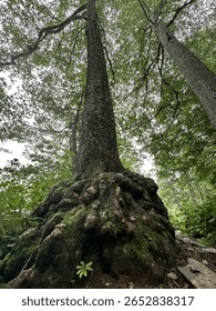a tree with imposing roots and height