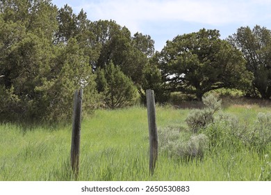 Tree Inbetween Two Sign Posts