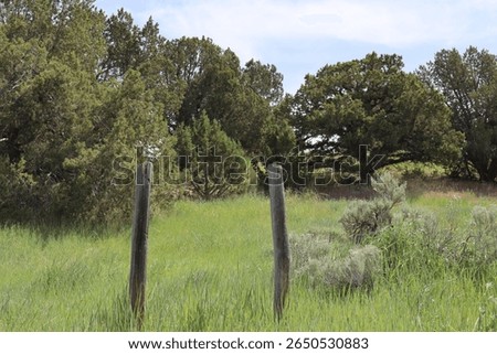 Tree Inbetween Two Sign Posts
