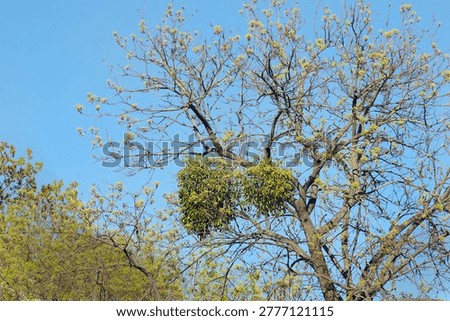 a tree infested with mistletoe. plant parasite mistletoe