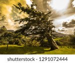 Tree with intense clouds and light 
