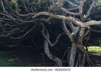 Tree with intertwining dense branches