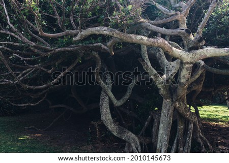 Tree with intertwining dense branches