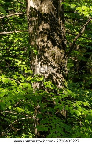 A tree with intricately twisted, patterned green branches in a dense Hyrcanian forest of Gorgan, northern Iran, showcasing the natural harmony of branch shapes.