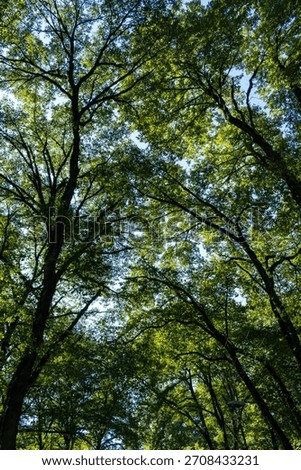 A tree with intricately twisted, patterned green branches in a dense Hyrcanian forest of Gorgan, northern Iran, showcasing the natural harmony of branch shapes.