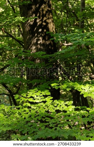 A tree with intricately twisted, patterned green branches in a dense Hyrcanian forest of Gorgan, northern Iran, showcasing the natural harmony of branch shapes.