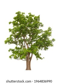 Tree isolate on white background with clipping path.