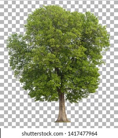 Tree isolated on transparent background.  - Shutterstock ID 1417477964