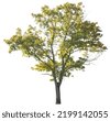 small tree png