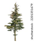 tree isolated on white background. single Conifer tree isolated on white background. Fir tree isolated on white background.