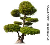 Tree isolated on white background. Asian bonsai plant for oriental garden 