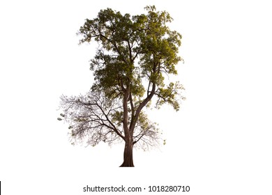 Forest Tree Images, Stock Photos & Vectors | Shutterstock