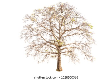 Similar Images, Stock Photos & Vectors of Tree with roots on rough