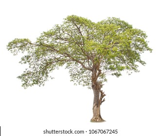 Albizia Tree Images Stock Photos Vectors Shutterstock