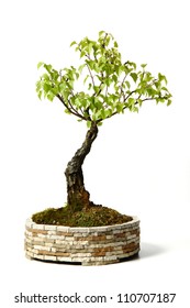 Tree Isolated On White Background, Birch Bonsai