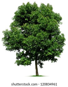 Tree Isolated On White Background