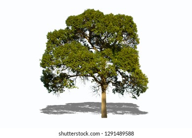 Tree isolated on a white background