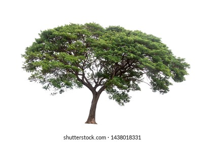 Tree isolated on white background - Shutterstock ID 1438018331