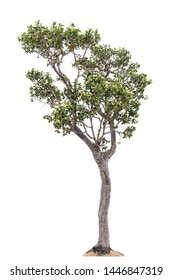 Tree isolated on a white background with Clipping path included.