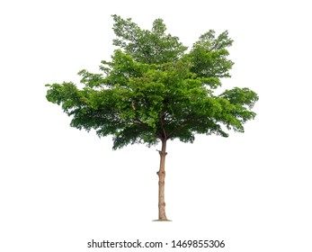 Tree isolated on white background with clipping path,Terminalia ivorensis Chev
