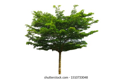 Tree isolated on a white background                              
