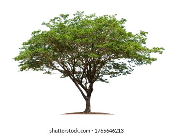 1,814 Monkey pod tree Images, Stock Photos & Vectors | Shutterstock