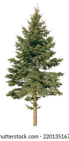 tree isolated on white background. single Conifer tree isolated on white background. Fir tree isolated on white background.