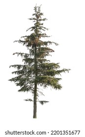 tree isolated on white background. single Conifer tree isolated on white background. Fir tree isolated on white background.