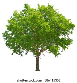 Rain Tree Samanea Saman Vector Image Stock Vector (Royalty Free) 2095446130
