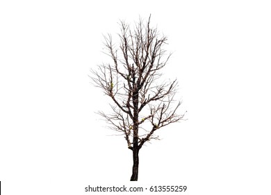 Tree Isolated On White Background Stock Photo 613555259 | Shutterstock