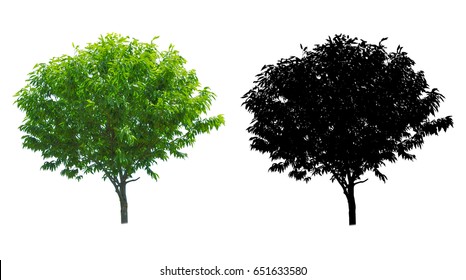 A Tree Isolated On White Background With Alpha Mask