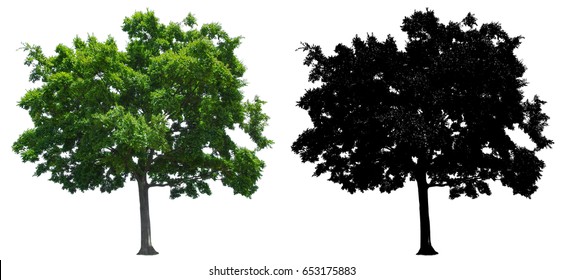 A Tree Isolated On White Background With Alpha Mask