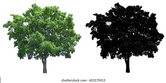 A Tree Isolated On White Background With Alpha Mask