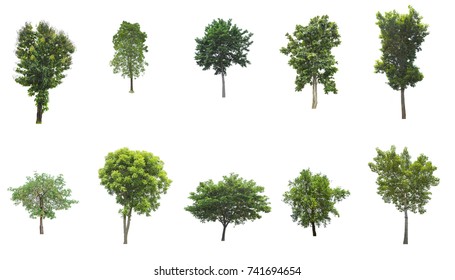 Tree isolated on white background. The tree is took from around national park area and then die cutting.Can be use to garden design or interior design or any content involve tree. - Shutterstock ID 741694654