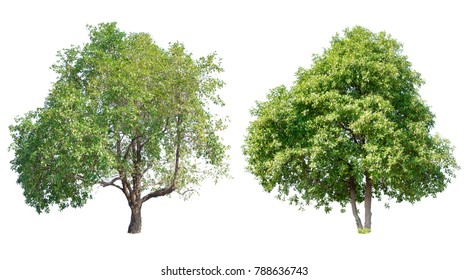 Tree isolated on white background.
