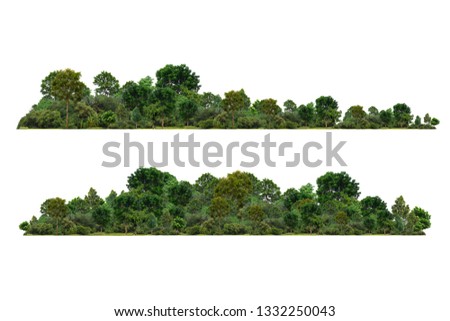 Tree isolated on white background 