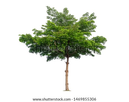 Tree isolated on white background with clipping path,Terminalia ivorensis Chev