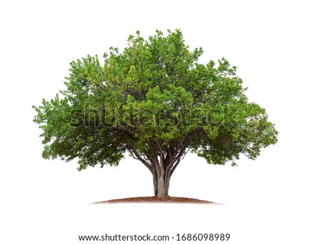 Similar – Image, Stock Photo Big old oak tree in the meadow.