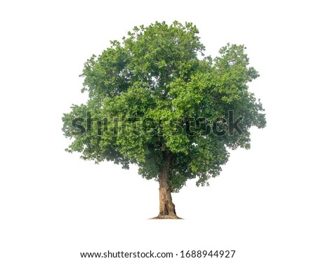 tree isolated on white background
