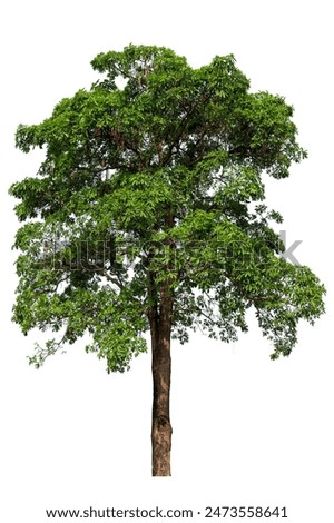 Similar – Image, Stock Photo Old single life oak trees with hanging spanish moss reflecting in a pond, southern living