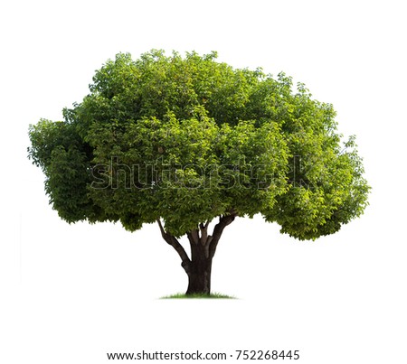 Tree isolated on white background high resolution for graphic decoration, suitable for both web and print media