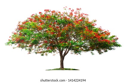 Tree isolated on white background.Flame tree or Royal Poinciana tree with clipping paths for garden design.Tropical species found in Asia.The plants are blooming with beautiful red flowers.
