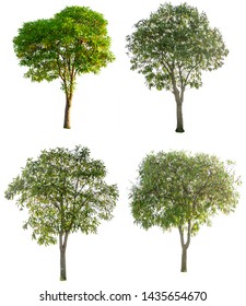 Tree Isolatedtree Cutting On White Background Stock Photo 1435654670 ...